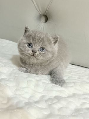 Чистокровный страйт мальчик 1 мес