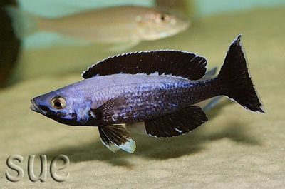 Siprahromis Jumbo kitumba maloklari