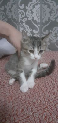 котята бесплатно в хорошие руки. лоток и еда.