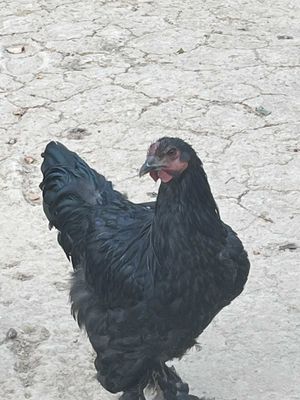 Brama paroda 3ta Xo'roz sotiladi