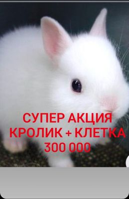 Дикаративный карликовый кролики