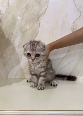 Scottish fold toza qon soglom