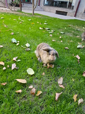 Кролик карликовый самец