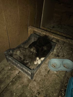 Kurk sholkla sotladi