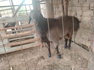 Sog'lom qochqor sotiladi