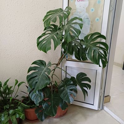 продаётся комнатные растение