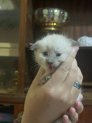 Продается котята. Девочки