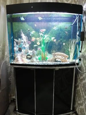 Akvaryum balikchalari bilan