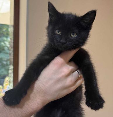 Котёнок Блэки ищет семью!