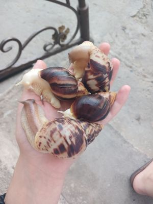 Ulitka fulika albinos