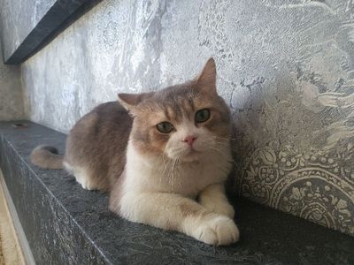 Золотая шиншилла мальчик чистокровный
