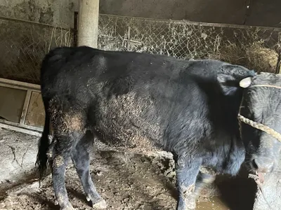 Boqilgan buqalar sotiladi Sroshna Pastdargomda