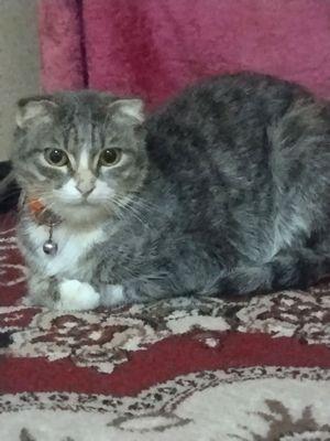 mushuklar sotiladi
