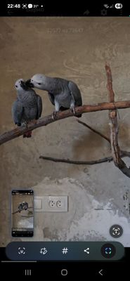 Жако маладой пара