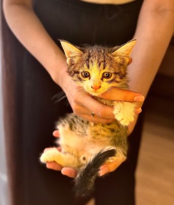 Котенок мальчик в добрые руки