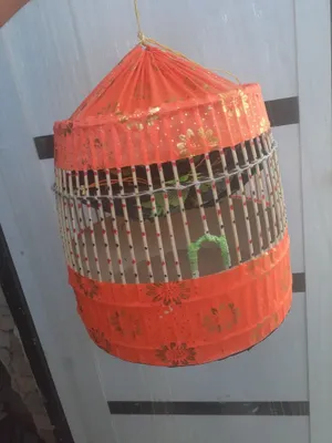 Bedona sayroqi jujaxam topib beramiz