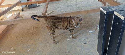 Bengal mushugi