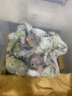 Papugay aleks kasha boqilvotgan jojasi 2ta bor qiziqqanla telfonda