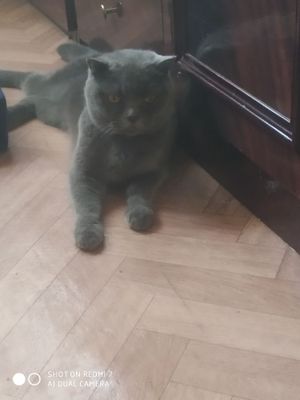 Кошка скотиш фолд