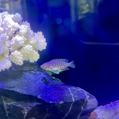 Neolamprologus multifasciatus самец