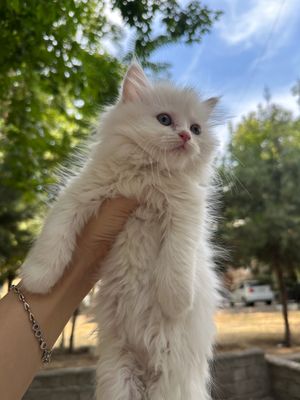 Turetski angora va skotish fold mushuklar Arzon