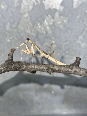 Продаётся редкий богомол — Bolivaria brachyptera (самец)