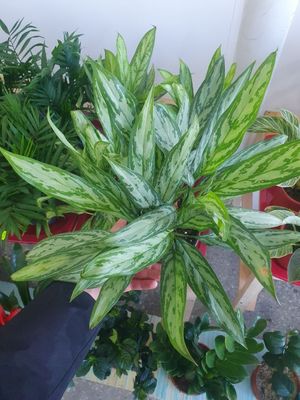 Aglaonema mariya аглаонема Мария