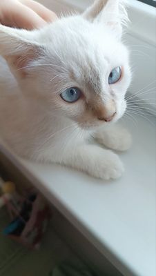 Кошечка, около двух месяцев.Mushukcha, taxminan ikki oylik.