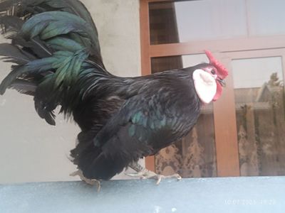 Ko shamo bilan bantam
