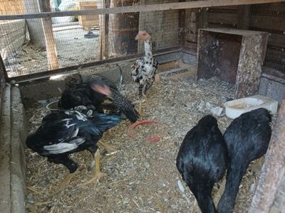 Jojala sotiladi 3 oylik boliwti 2 ta xoroz 3 ta tovuq