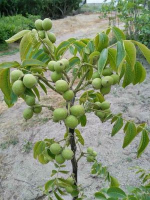 карлик ёонгоги кочати