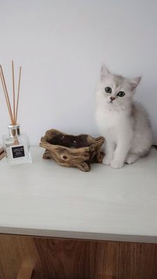 Серебристый шиншилла Serebristiy shinshilla