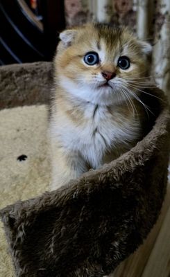 Продаю котят Скотиш Фолд и Скотиш Страйт