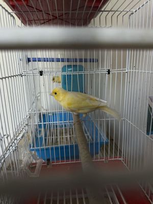 Продам самок канареек
