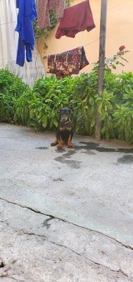 Doberman kuchuk 2,5 oylik qiz