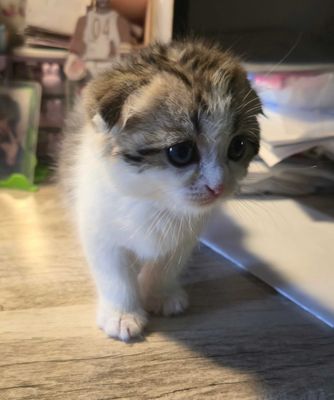 Очаровательный котёнок скотиш-фолд ищет дом!