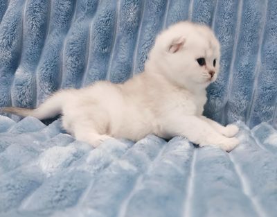Продаётся чистокровный шотландский мальчик
