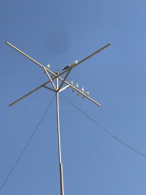 Kabutarlar 10 ta 2 ta bolasyam bor qafas bilan sotilad