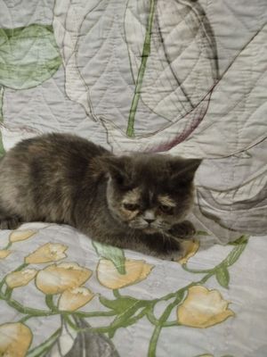 экзотическая короткошерстная