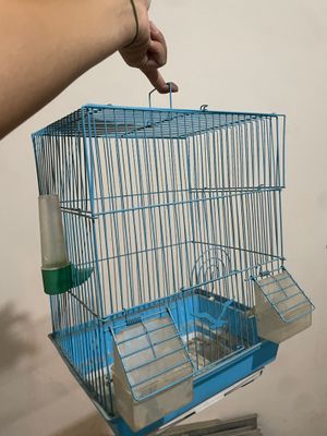 Qapas