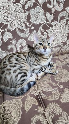 Bengal mushugi..