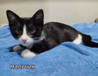 Продаются котята мальчик 2 месяца