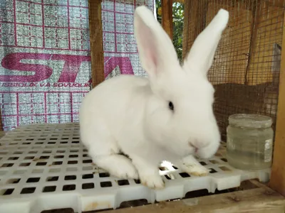 Vena Zumrad Közli Oq Quyoni Yani "Венский Белый" Sotiladi!!!