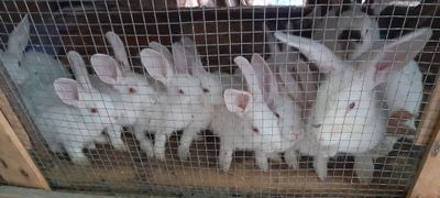Продаются кролики и крольчата