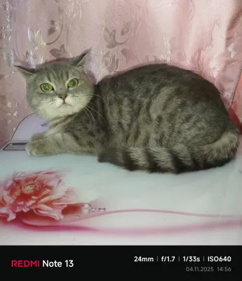 продаётся скотиш страйт