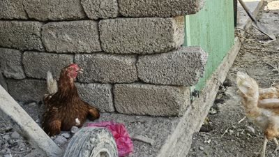 Жигарранг товула 3та тухумда