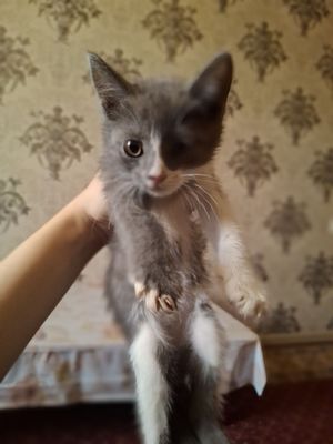 Мушукча сотилади