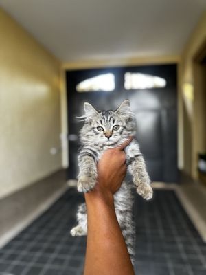 Chiroyli mushukchalar – mehribon uy hayvoni izlayapti!