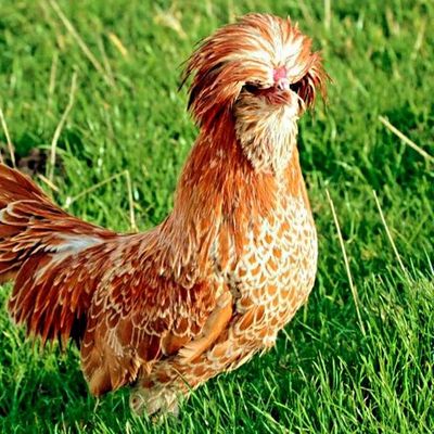Падуан жужалари сотилади