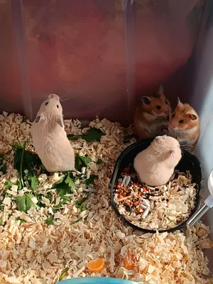 Продается хомяки